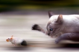 Cat and Mouse Game